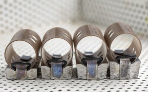 Group shot of Jumbo Pigs.